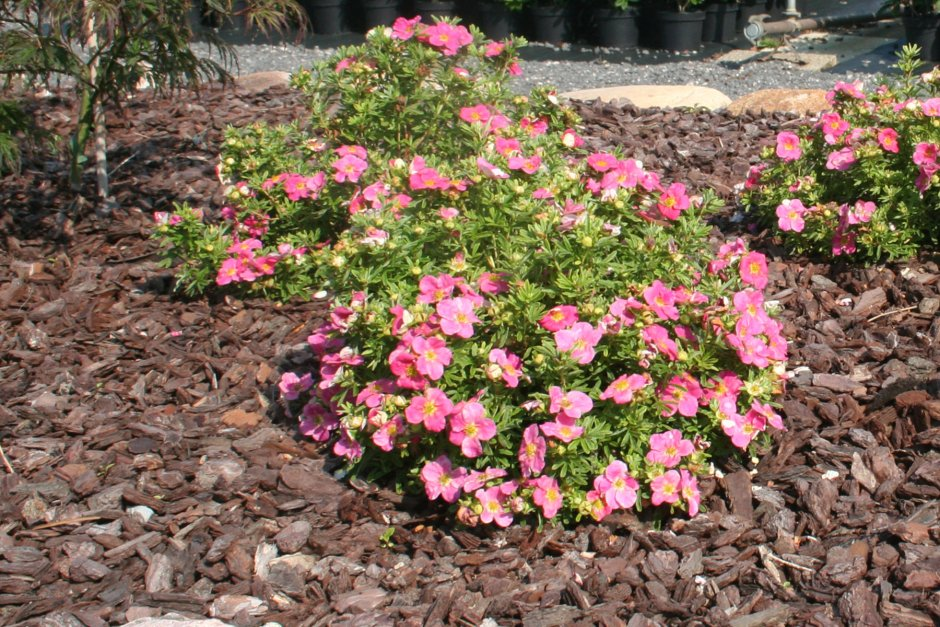Лапчатка кущова 'Белліссіма', Potentilla fruticosa 'Bellissima', С1, 5 - Зображення 3