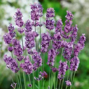 Лаванда гібридна 'Річард Грей', Lavandula chaytorae 'Richard Gray', С1, 5