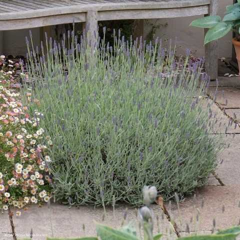 Лаванда гібридна 'Річард Грей', Lavandula chaytorae 'Richard Gray', С1, 5 - Зображення 2