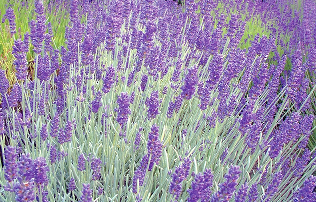 Лаванда гібридна 'Річард Грей', Lavandula chaytorae 'Richard Gray', С1, 5 - Зображення 3