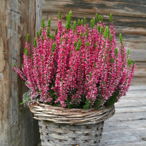 Верес "Скарлет", Calluna "Skarlet", С1