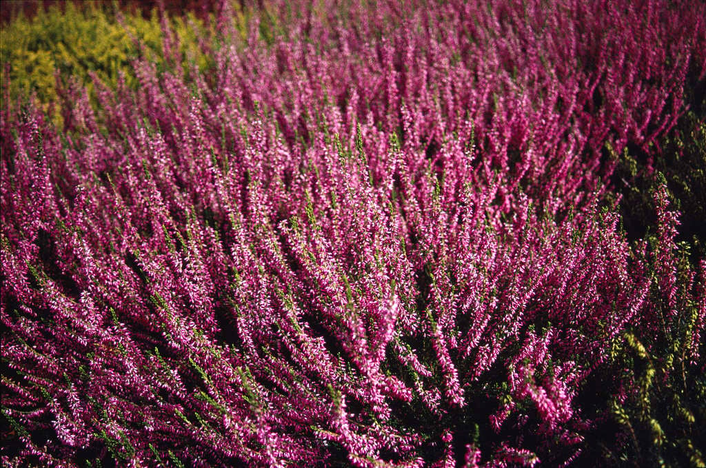 Верес звичайний "Анетт", calluna vulgaris "Аnette", С1 - Зображення 2