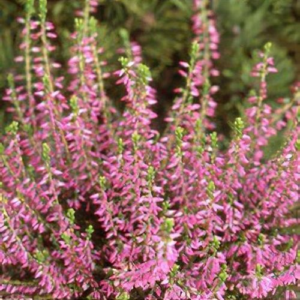 Верес звичайний "Анетт", calluna vulgaris "Аnette", С1