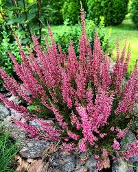 Верес звичайний "Анетт", calluna vulgaris "Аnette", С1 - Зображення 3