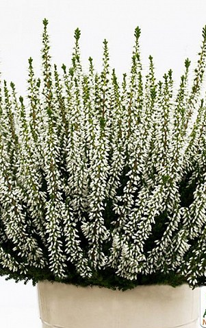 Верес звичайний "Велюв", Calluna vulgaris 'Veluwe', С1 - Зображення 3