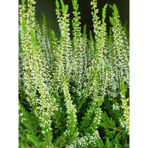 Верес звичайний "Велюв", Calluna vulgaris 'Veluwe', С1