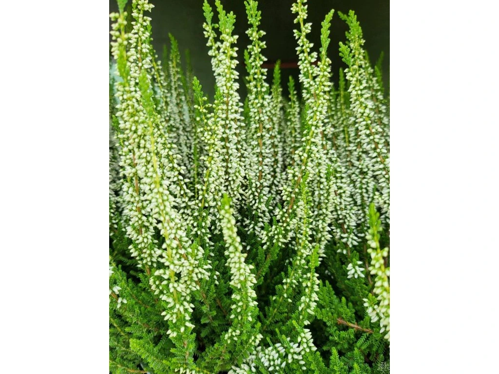 Верес звичайний "Велюв", Calluna vulgaris 'Veluwe', С1