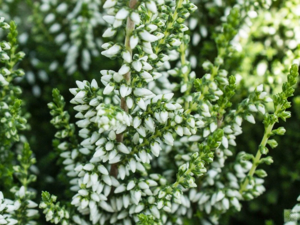 Верес звичайний "Велюв", Calluna vulgaris 'Veluwe', С1 - Зображення 2