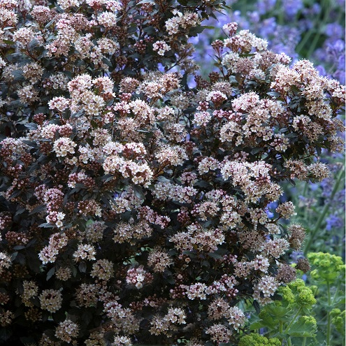 Пухироплідник калинолистий "Літл Джокер", Physocarpus opulifolius "Little Joker", С1, 5 - Зображення 2