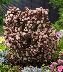 Пухироплідник калинолистий "Літл Джокер", Physocarpus opulifolius "Little Joker", С1, 5 - Зображення 3