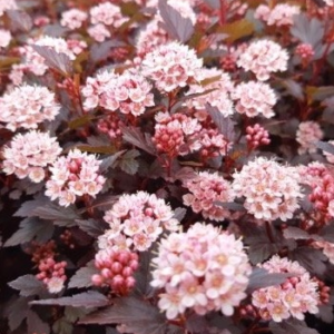 Пухироплідник калинолистий "Літл Джокер", Physocarpus opulifolius "Little Joker", С1, 5
