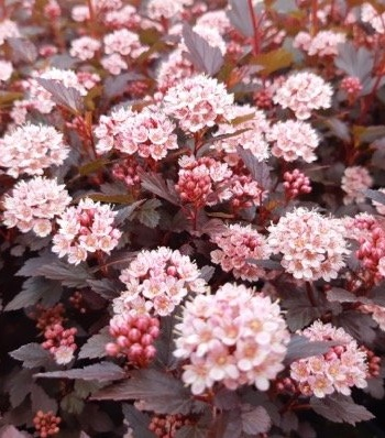 Пухироплідник калинолистий "Літл Джокер", Physocarpus opulifolius "Little Joker", С1, 5