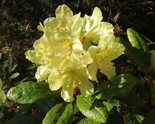 Рододендрон "Професор Шольц", Rhododendron "Profesor Scholz", С1, 5 - Зображення 2