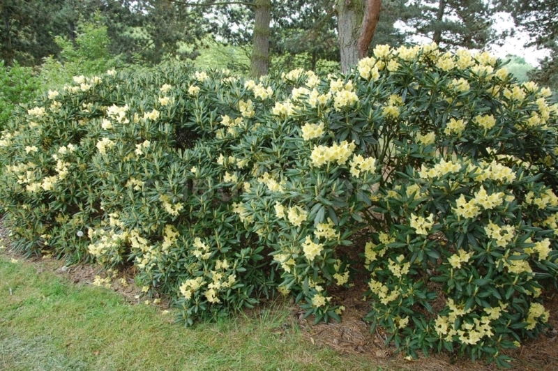 Рододендрон "Професор Шольц", Rhododendron "Profesor Scholz", С1, 5 - Зображення 3