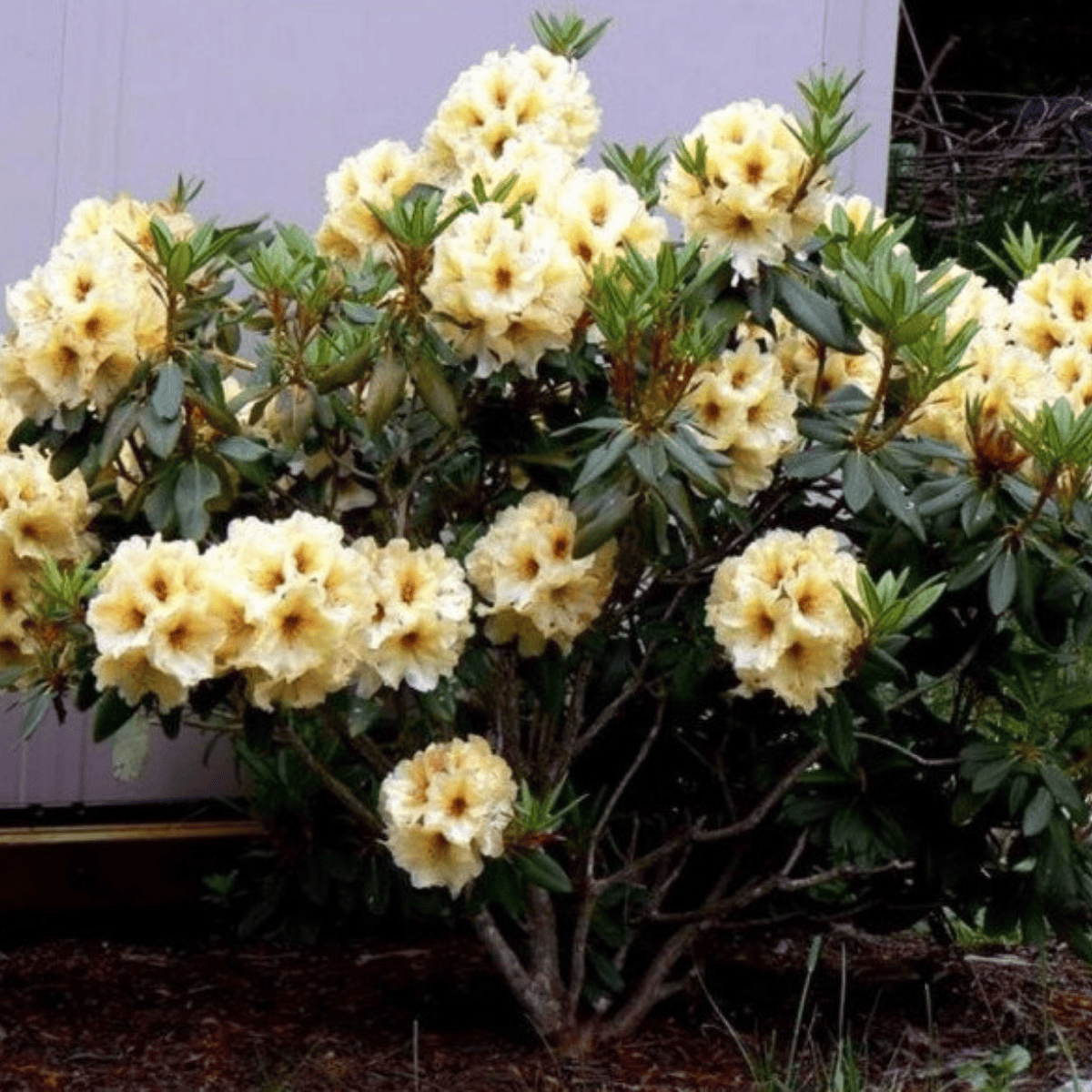 Рододендрон "Професор Шольц", Rhododendron "Profesor Scholz", С1, 5 - Зображення 4