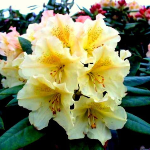 Рододендрон "Професор Шольц", Rhododendron "Profesor Scholz", 2-річний, С1, 5