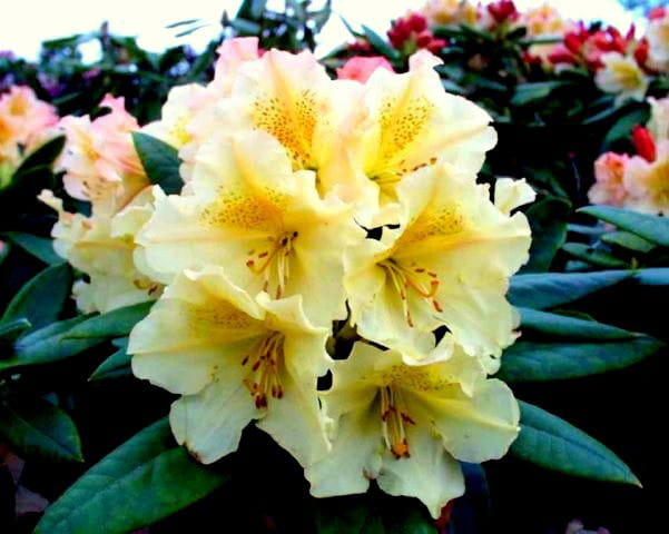 Рододендрон "Професор Шольц", Rhododendron "Profesor Scholz", С1, 5