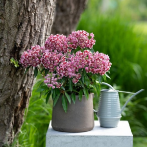 Кальмія широколиста "Калейдоскоп", Kalmia latifolia "Kaleidoscope", С1, 5