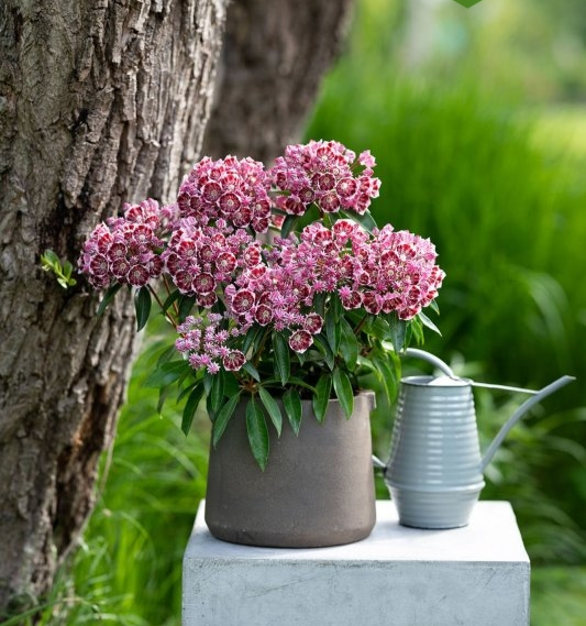 Кальмія широколиста "Калейдоскоп", Kalmia latifolia "Kaleidoscope", С1, 5