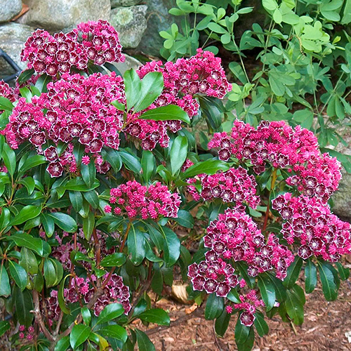 Кальмія широколиста "Калейдоскоп", Kalmia latifolia "Kaleidoscope", С1, 5 - Зображення 2