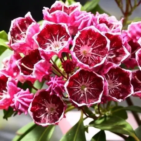 Кальмія широколиста "Калейдоскоп", Kalmia latifolia "Kaleidoscope", С1, 5 - Зображення 3