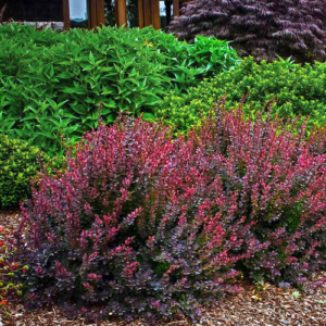 Барбарис Тунберга 'Кармен', Berberis thunbergii 'Carmen', С1, 5