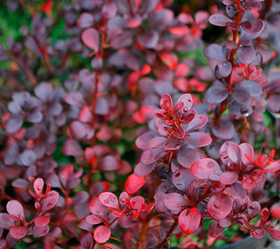 Барбарис Тунберга 'Кармен', Berberis thunbergii 'Carmen', С1, 5 - Зображення 3