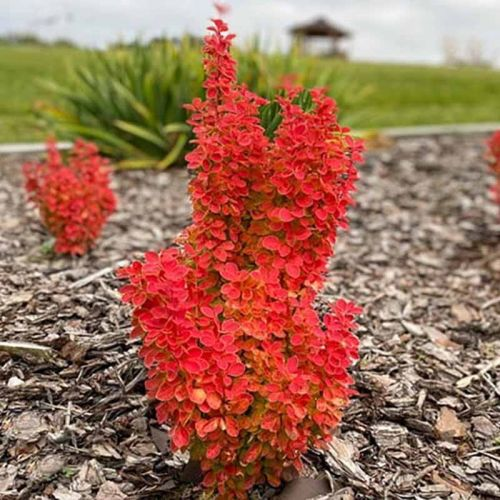 Барбарис Тунберга "Вулкано", Berberis thunbergii "Vulcano", С1, 5