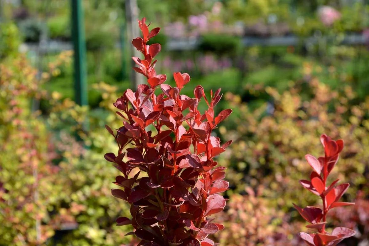 Барбарис Тунберга "Вулкано", Berberis thunbergii "Vulcano", С1, 5 - Зображення 2