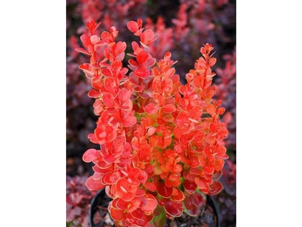 Барбарис Тунберга "Вулкано", Berberis thunbergii "Vulcano", С1, 5 - Зображення 3