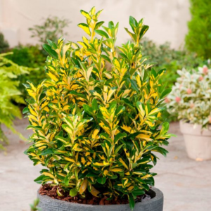 Бересклет Форчуна Санспот 3- річний Бересклет Форчуна Санспот Euonymus fortunei Sunspot