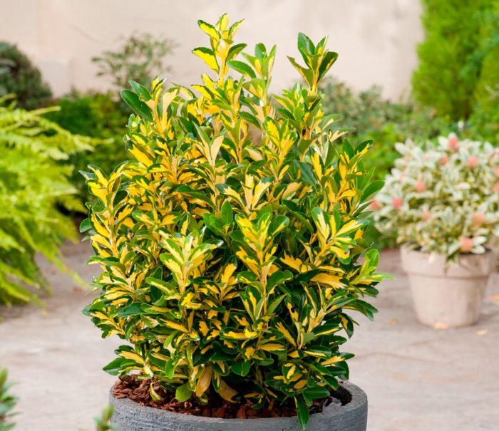 Бересклет Форчуна Санспот 3- річний Бересклет Форчуна Санспот Euonymus fortunei Sunspot