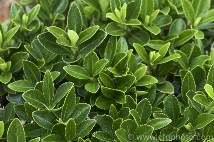 Бересклет японський "Грандифолиус", Euonymus japonicus "Grandifolius", С1, 5 - Зображення 2