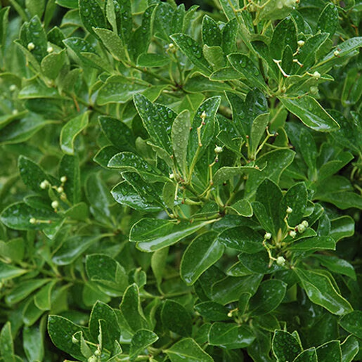 Бересклет японський "Грандифолиус", Euonymus japonicus "Grandifolius", С1, 5 - Зображення 3