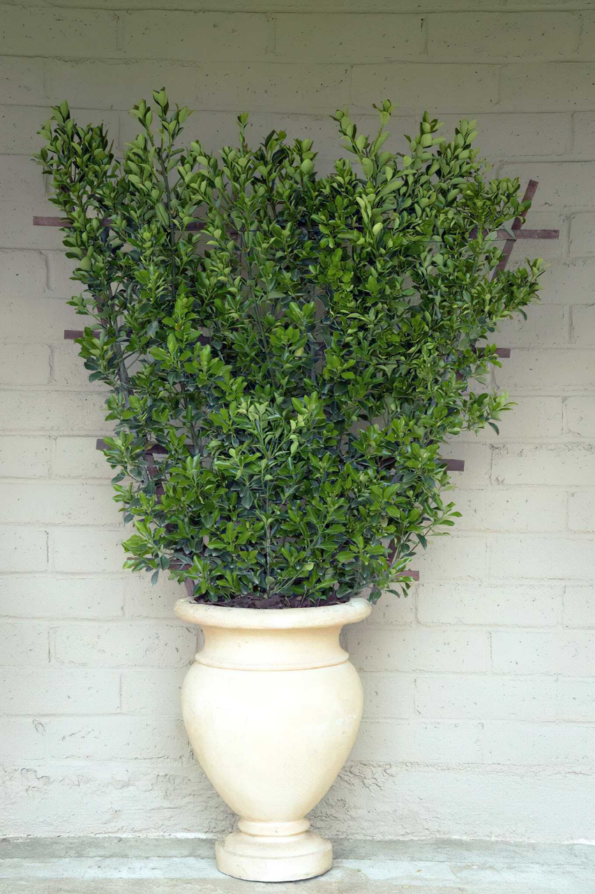 Бересклет японський "Грандифолиус", Euonymus japonicus "Grandifolius", С1, 5 - Зображення 4