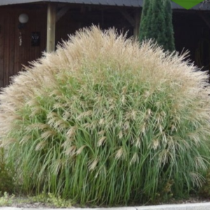 Міскантус китайський 'Яка Денс', Miscanthus sinensis 'Yaka Dance', Р9