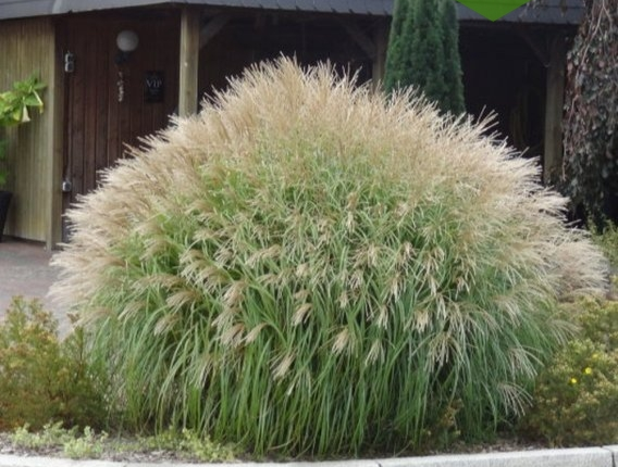 Міскантус китайський 'Яка Денс', Miscanthus sinensis 'Yaka Dance', Р9