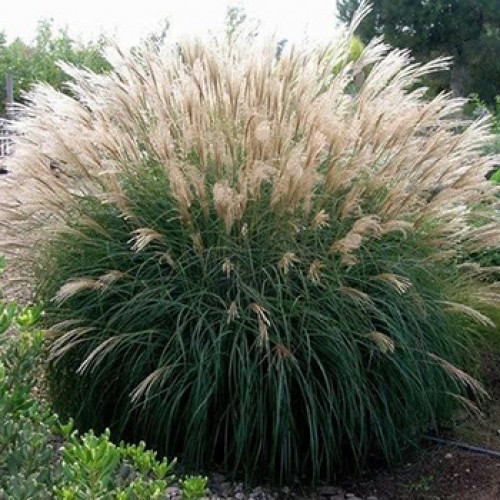 Міскантус китайський 'Яка Денс', Miscanthus sinensis 'Yaka Dance', Р9 - Зображення 2