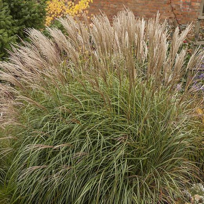 Міскантус китайський 'Яка Денс', Miscanthus sinensis 'Yaka Dance', Р9 - Зображення 3