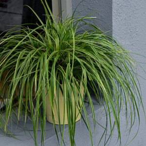 Осока охіменська "Голдвел", Carex oshimensis 'Goldwell', Р9