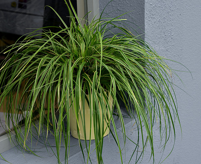 Осока охіменська "Голдвел", Carex oshimensis 'Goldwell', Р9