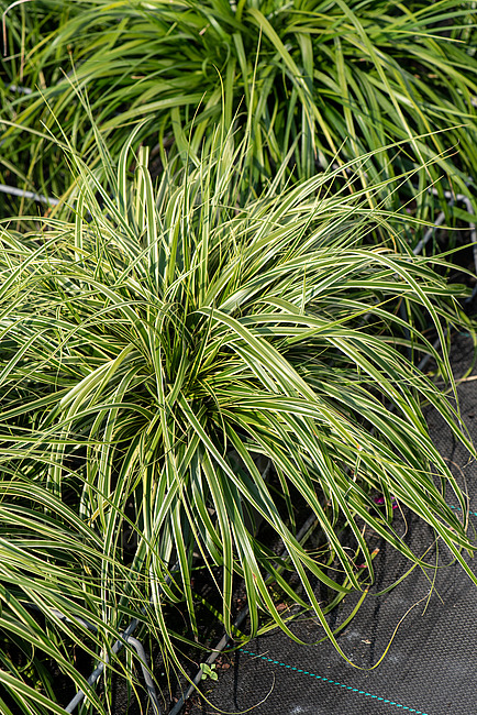 Осока охіменська "Голдвел", Carex oshimensis 'Goldwell', Р9 - Зображення 2