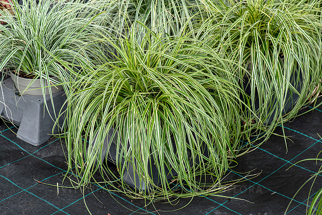 Осока охіменська "Голдвел", Carex oshimensis 'Goldwell', Р9 - Зображення 3