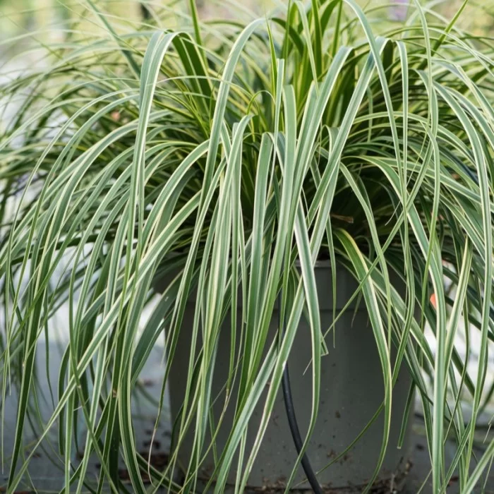 Осока охіменська "Голдвел", Carex oshimensis 'Goldwell', Р9 - Зображення 4