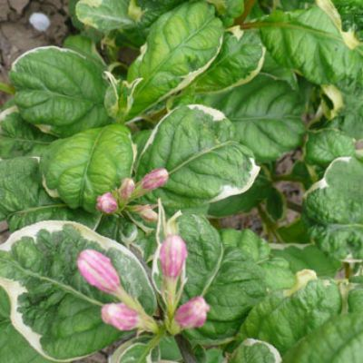 Вейгела квітуча 'Карикатура', Weigela florida 'Caricature', С1, 5 - Зображення 2