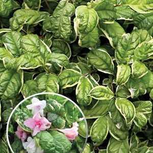 Вейгела квітуча 'Карикатура', Weigela florida 'Caricature', С1, 5