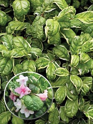 Вейгела квітуча 'Карикатура', Weigela florida 'Caricature', С1, 5