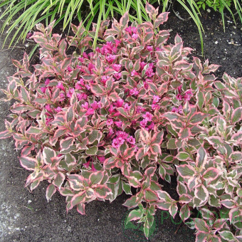 Вейгела квітуча "Монет", Weigela florida "Monet", С3 - Зображення 3