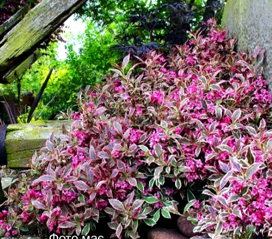 Вейгела квітуча "Монет", Weigela florida "Monet", С3 - Зображення 2