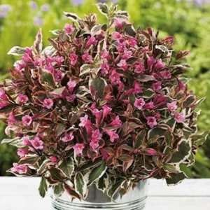 Вейгела квітуча "Монет", Weigela florida "Monet", С3